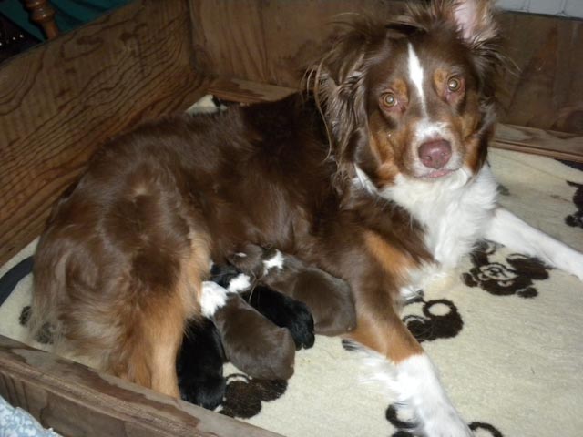 Ginger and Pups - 2 days old